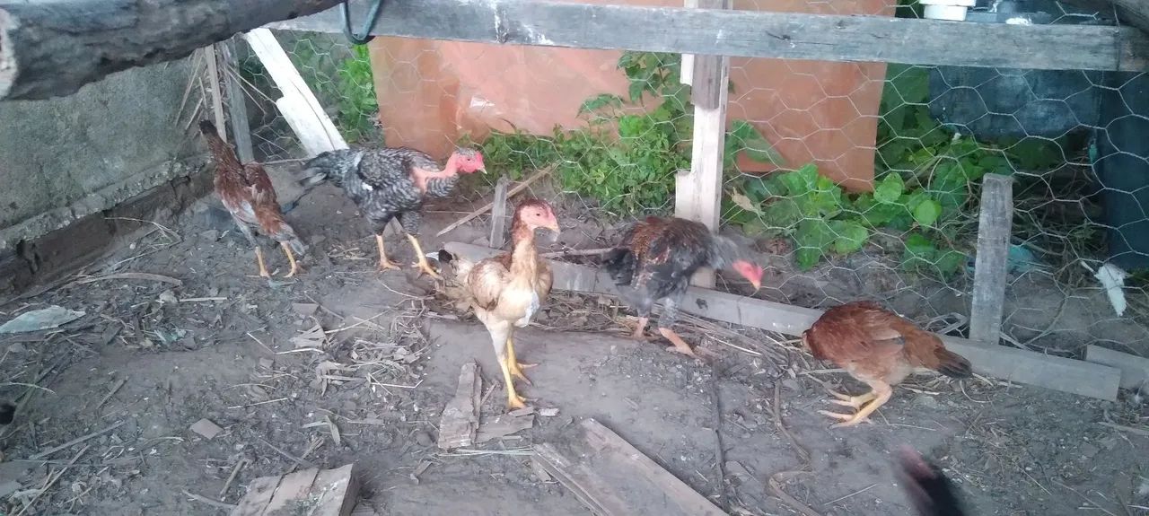 Galinhas galo frango frangas pra vender tem uns 20 a 25 se levar tudo  - Foto 2
