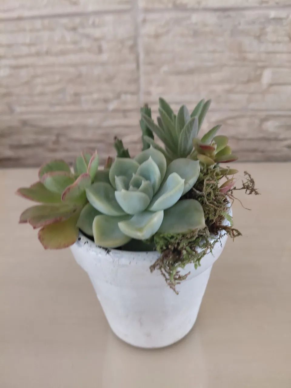 Vaso de suculentas  - Foto 2