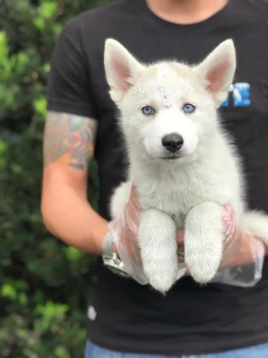 Husky Siberiano branco maravilhoso olhos azuis- Filhote já vacinado (V10 importada) - Foto 4