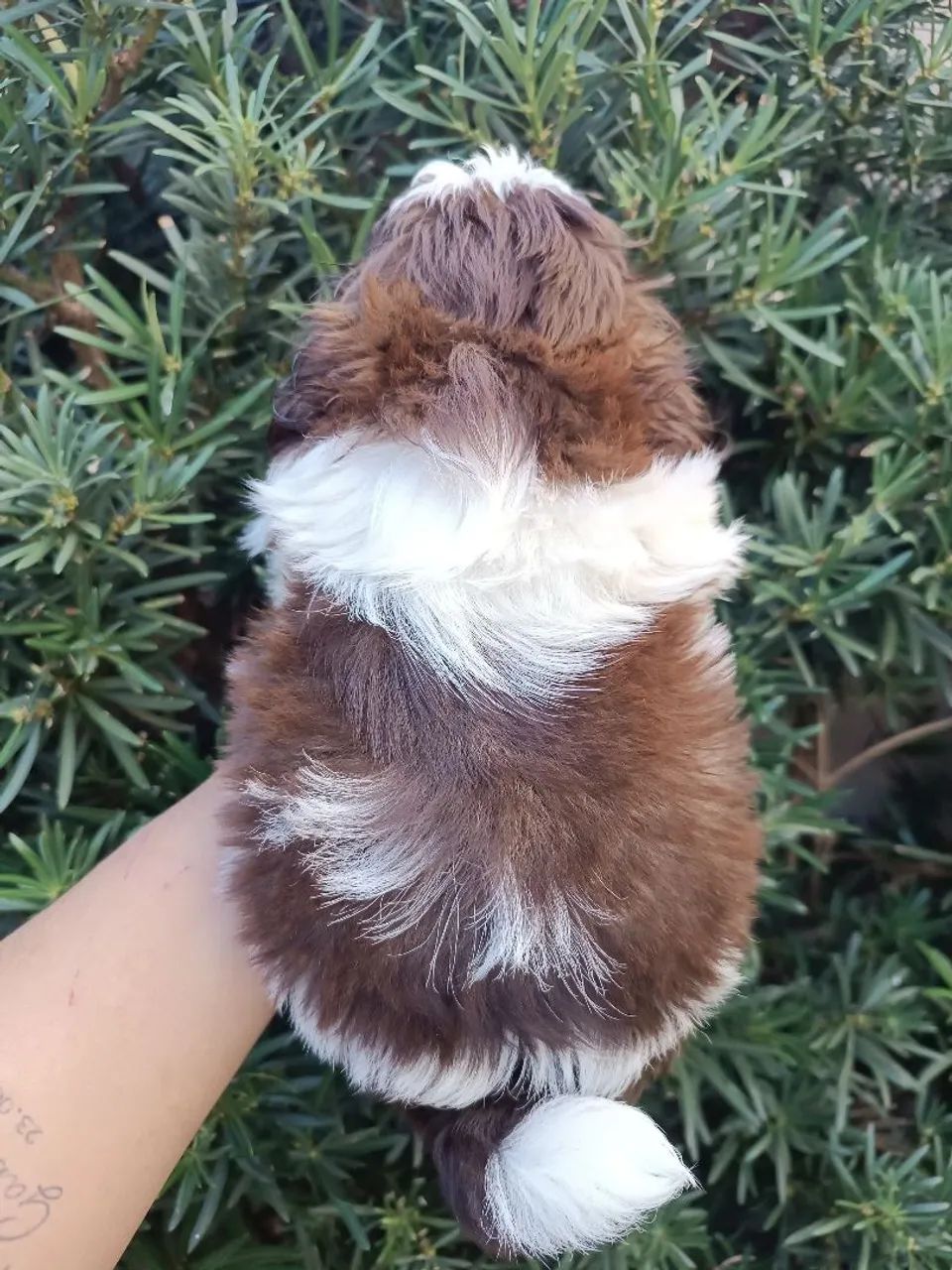 Filhote Shih Tzu  - Foto 4