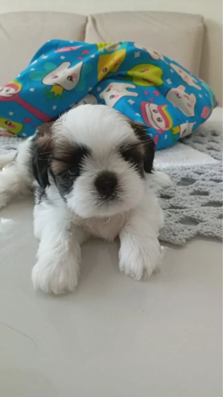 Filhote de Shih tzu / shitzu