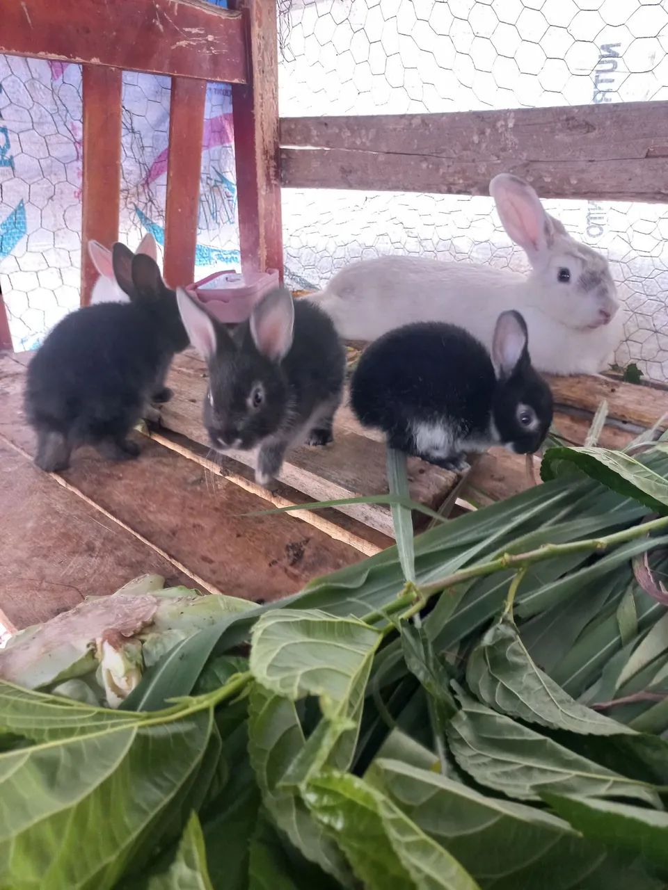 Filhote de coelho fofinhos  - Foto 2