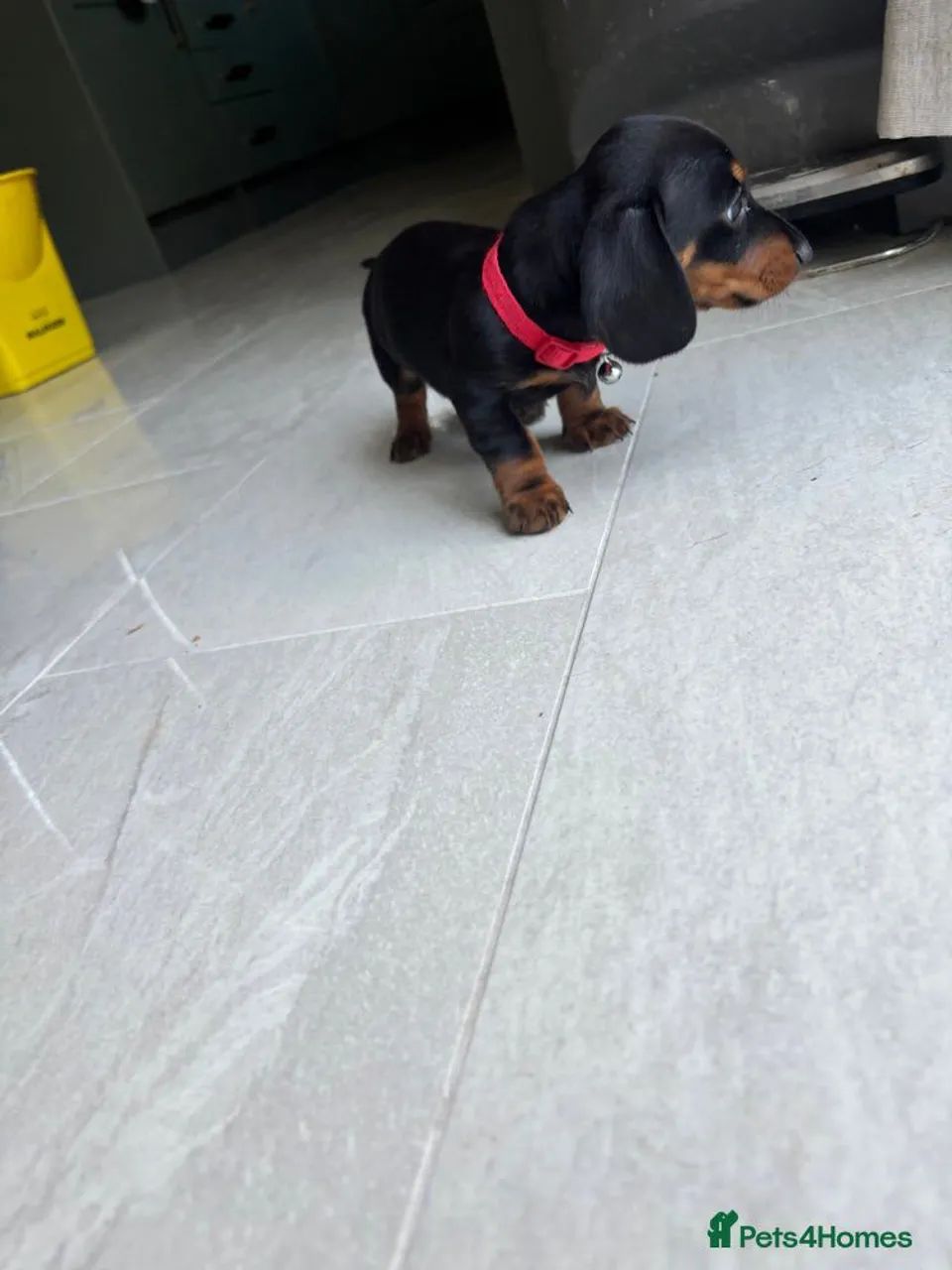 Teckel lindos uma fofuras - Foto 2