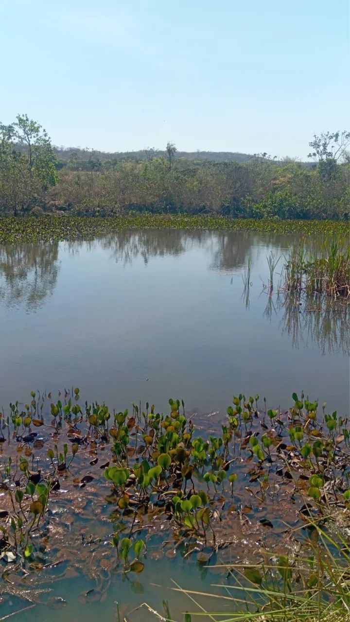 Única oportunidade de chácara no Rio dos bois Tão perto de Goiânia - Foto 7