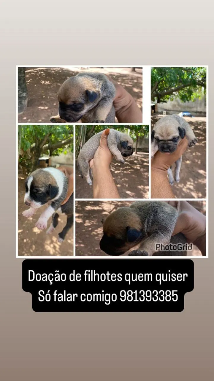 Filhotes para Doação - Pug e Mestiços
