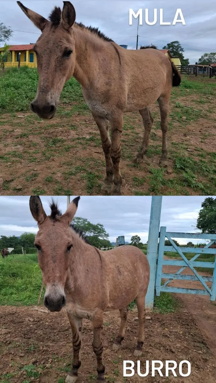 Mula e Burro para venda