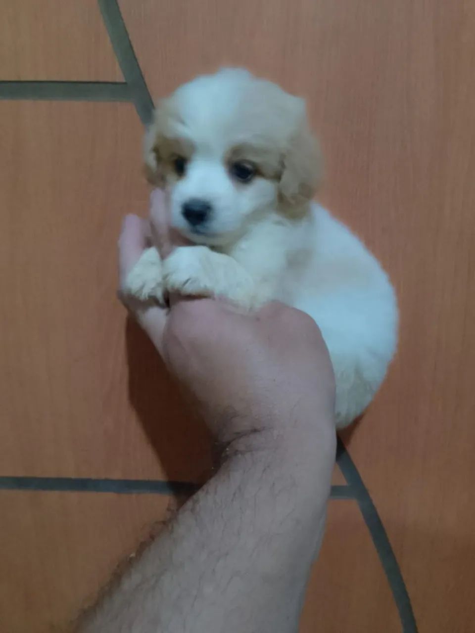 Poodle toy anão lindo casal disponível valor 600 reais cada filhote.  - Foto 3