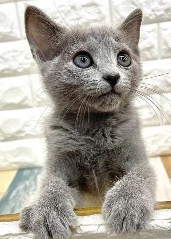 Russian Blue - Filhotes novos 