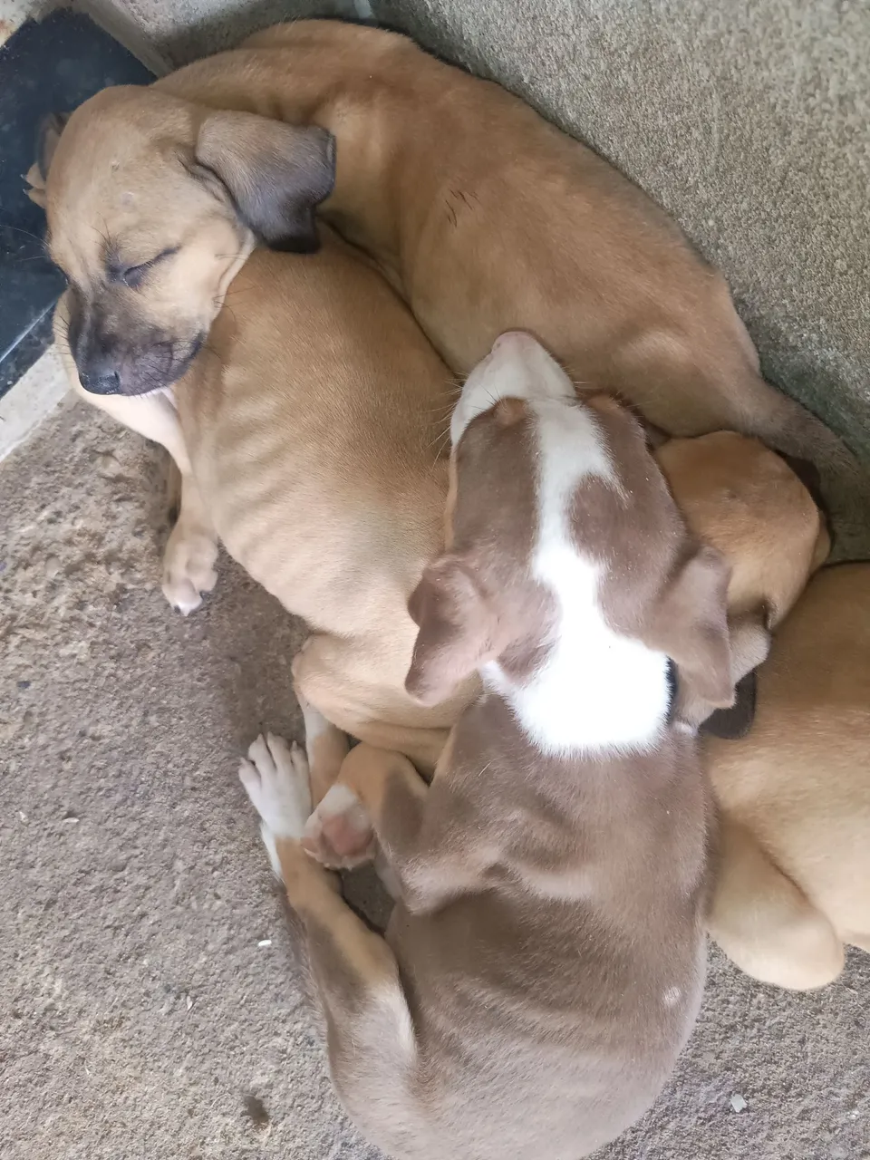 Filhotes de Pitbull (pai ) com Doberman ( mãe ) para adoção