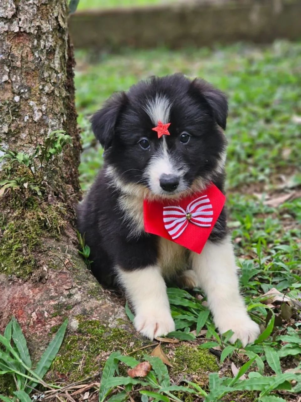 Border Collie 