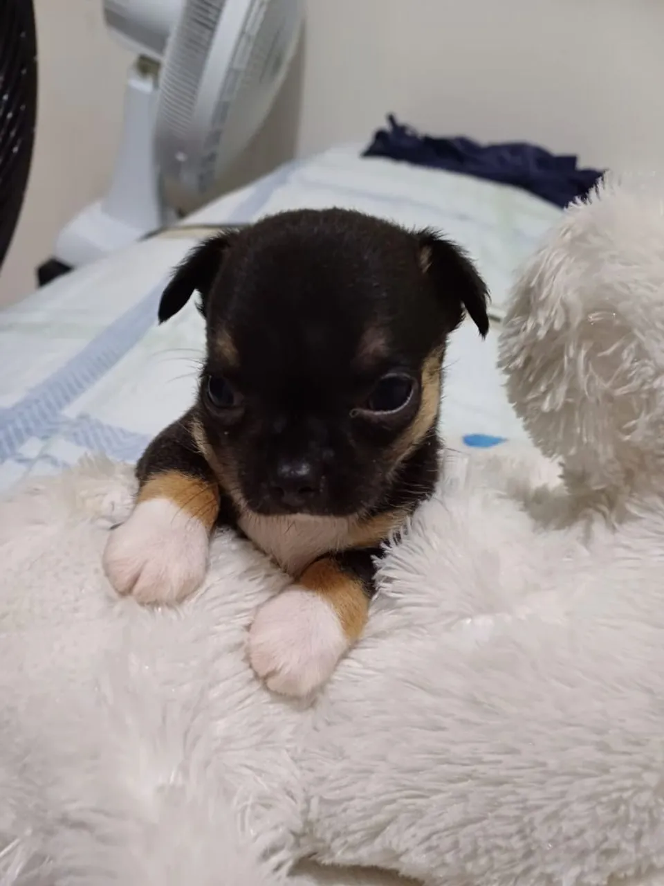 Menininha chiuhauha miudinha