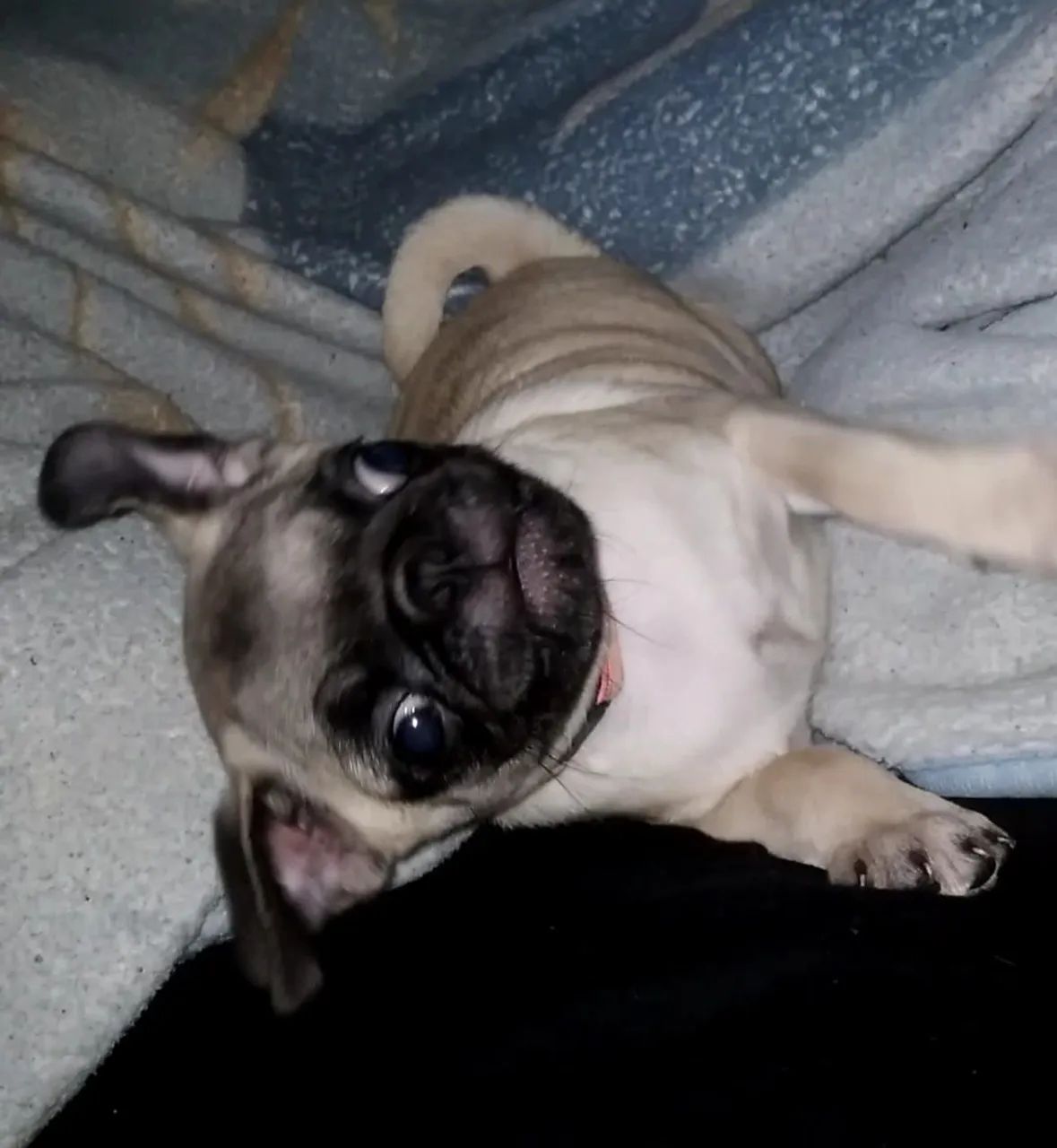 Filhote de Pug para venda - Foto 5