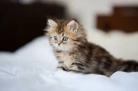 gato persa o famoso garfield