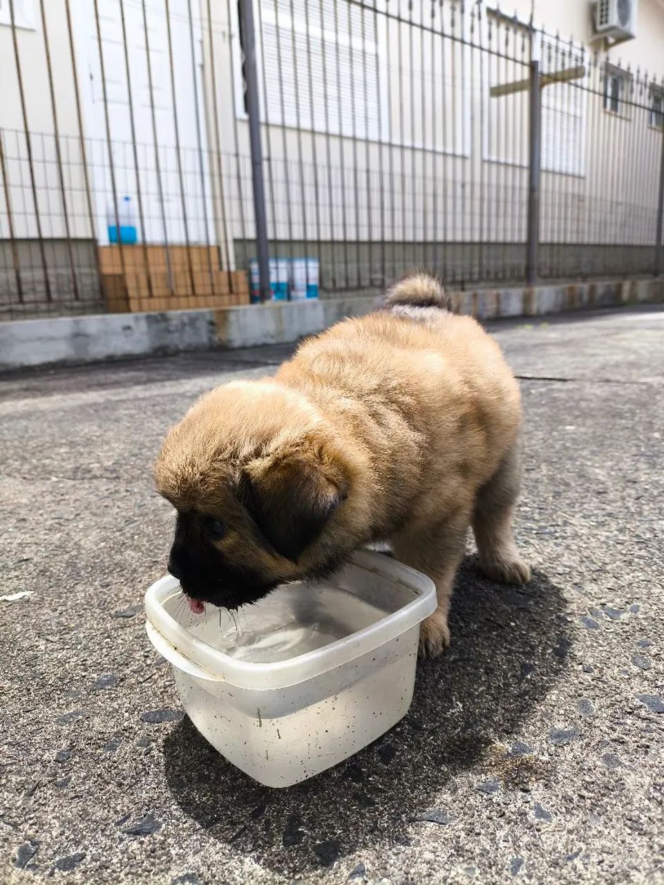 Doação de filhote - Foto 3