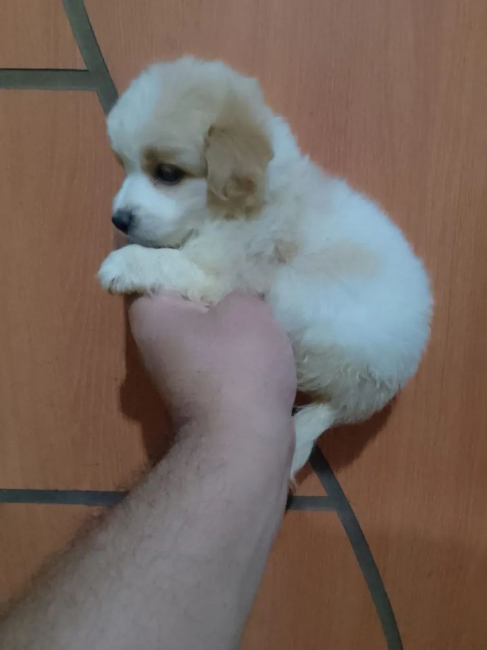 Poodle toy anão lindo casal disponível valor 600 reais cada filhote.  - Foto 5