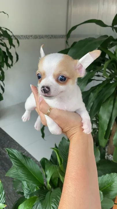 Chihuahua Pelo Curto Macho