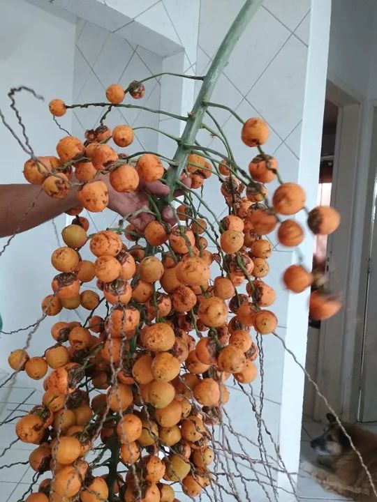 Vendo muda de butiá  - Foto 2