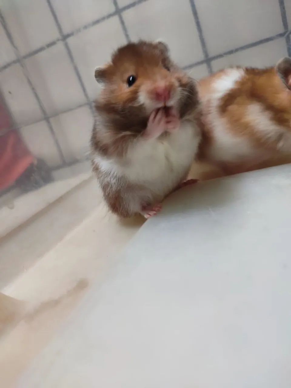 Criatório Roedores e Cia (hamster sírio e sírio angorá) - Foto 5