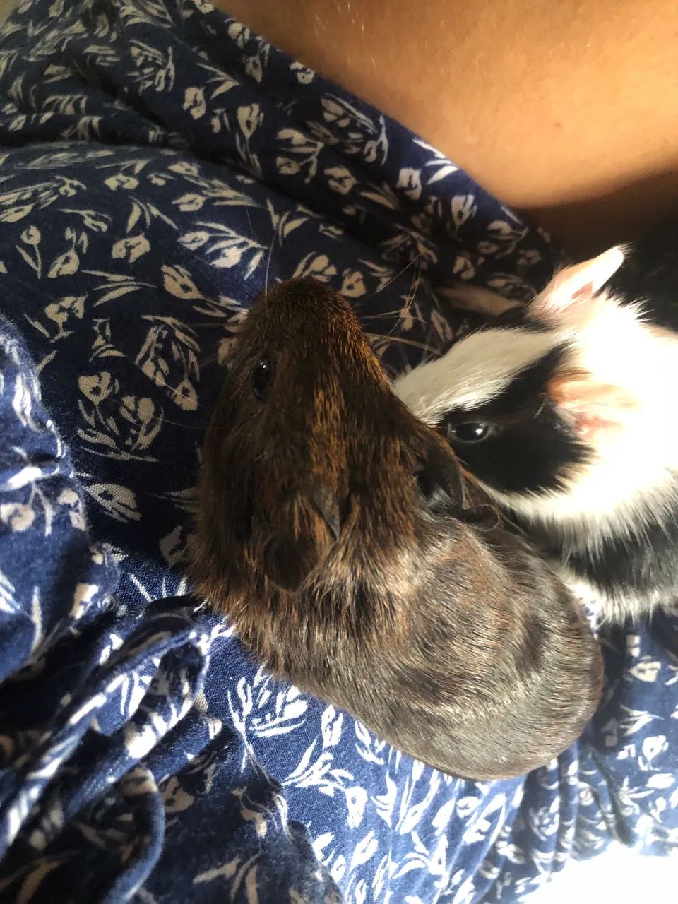 Porquinhos da Índia - Foto 3