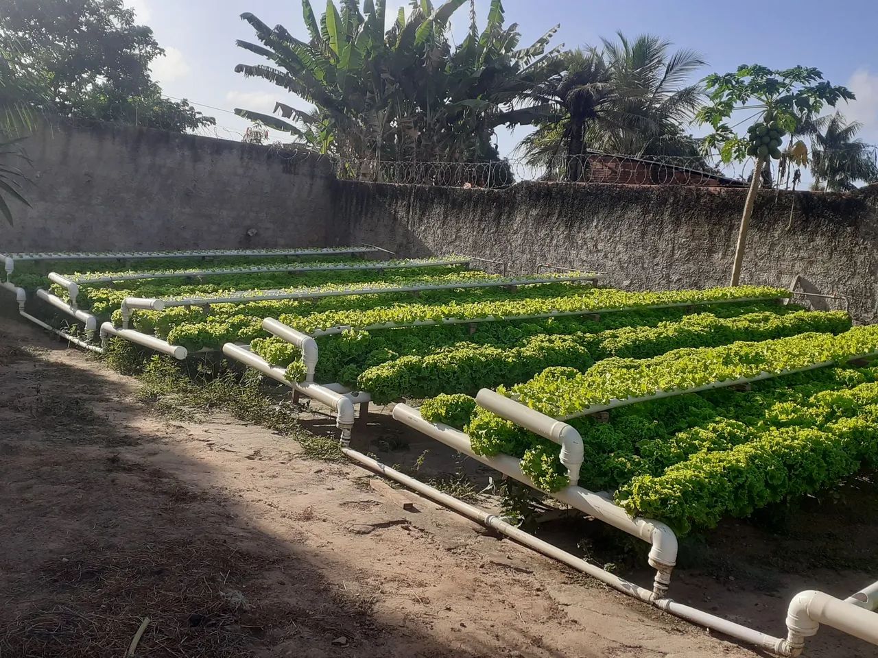 Sistema de hidroponia para produção de hortaliças  - Foto 3