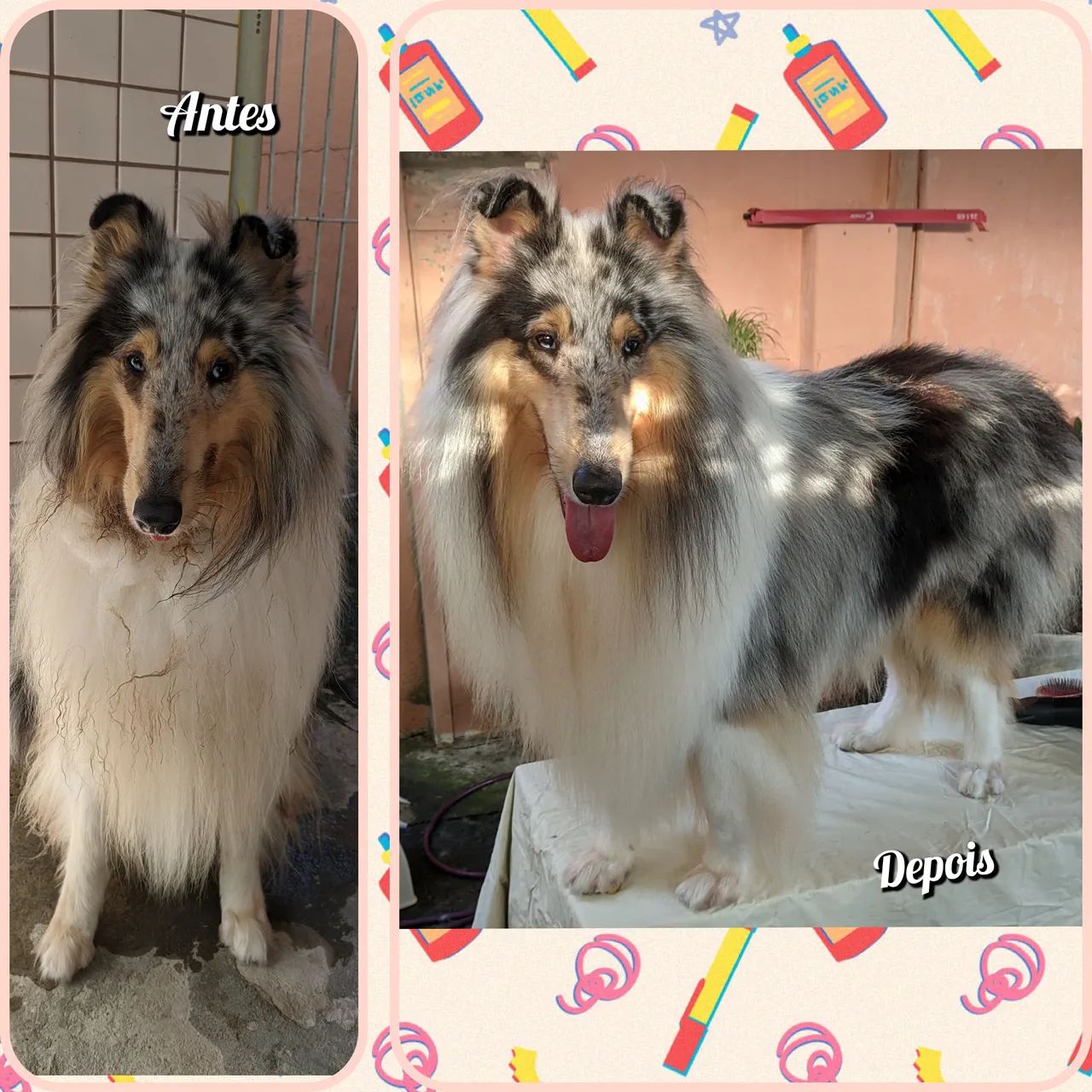 Banho e Tosa em domicílio  - Foto 6