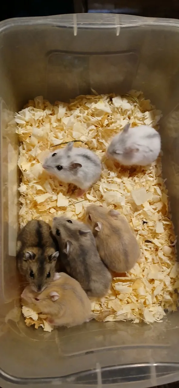 Filhotes de Hamsters fofinhos