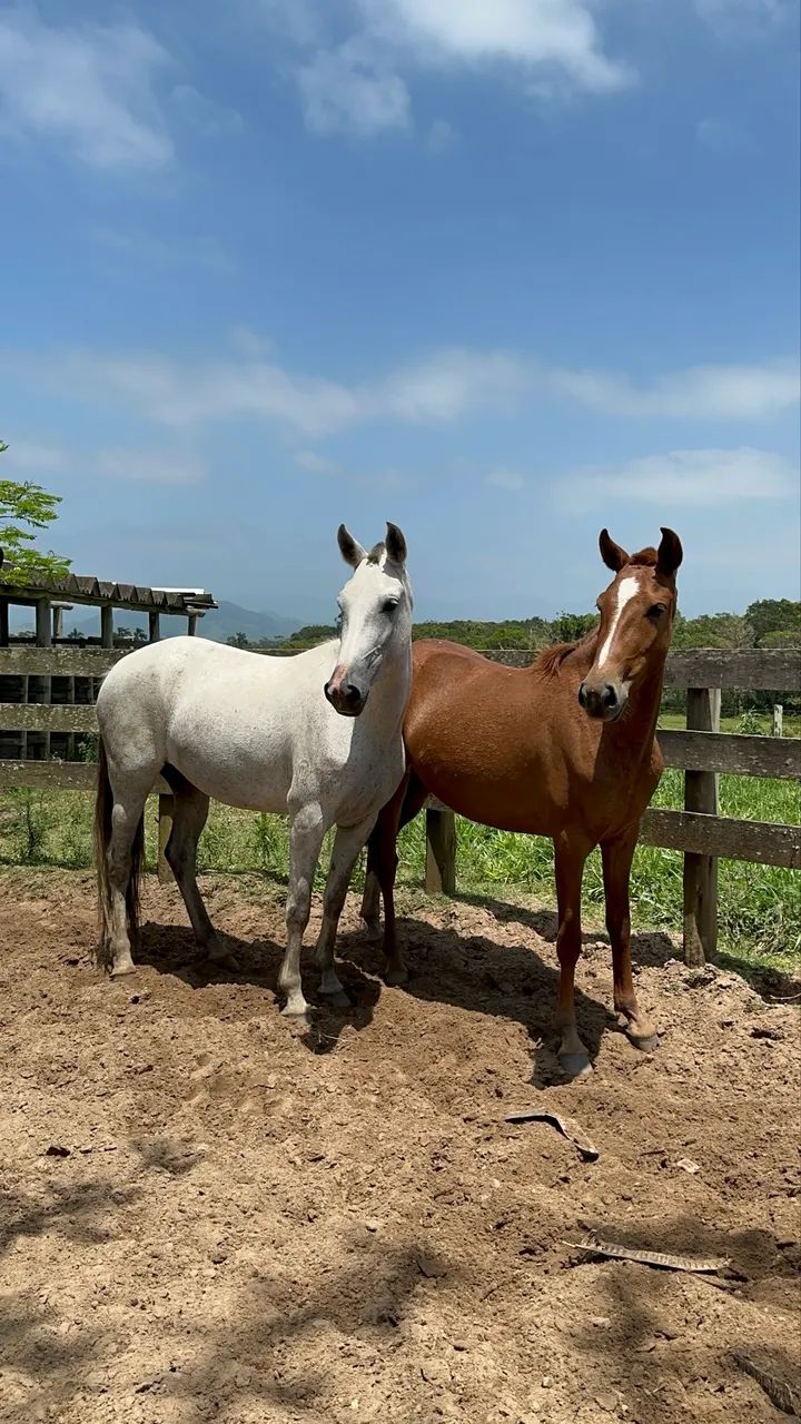 Éguas mangalarga marchador  - Foto 4