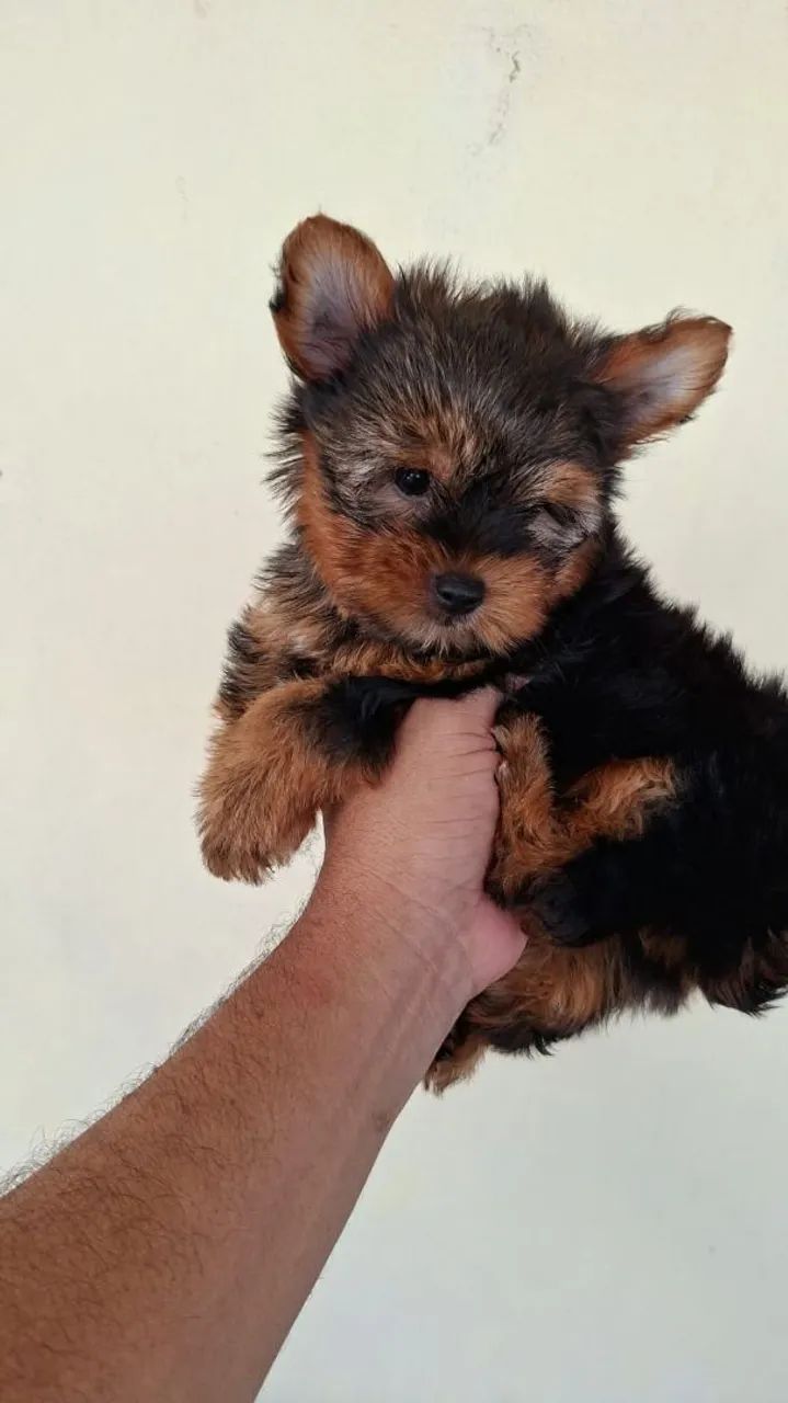  Yorkshire machinho  - Foto 2