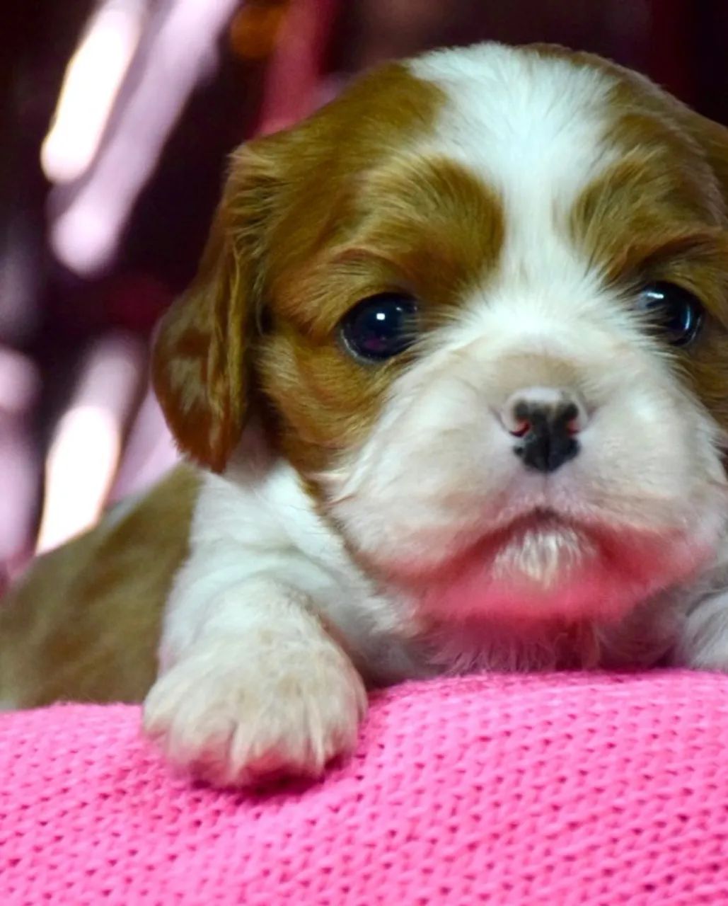 Cavalier King Charles Spaniel  - Foto 2