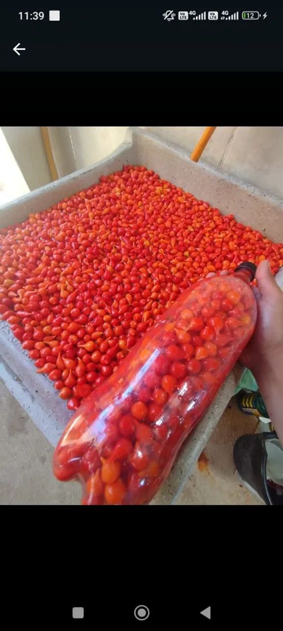 Pimenta biquinho  - Foto 3