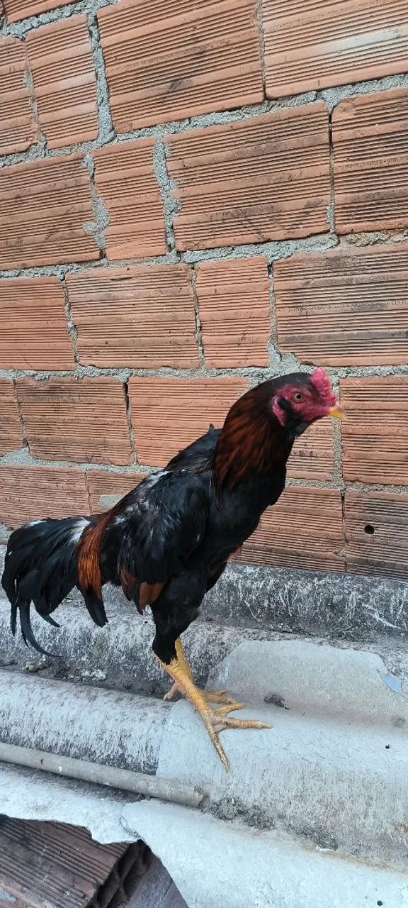 Galoe galinha  - Foto 2