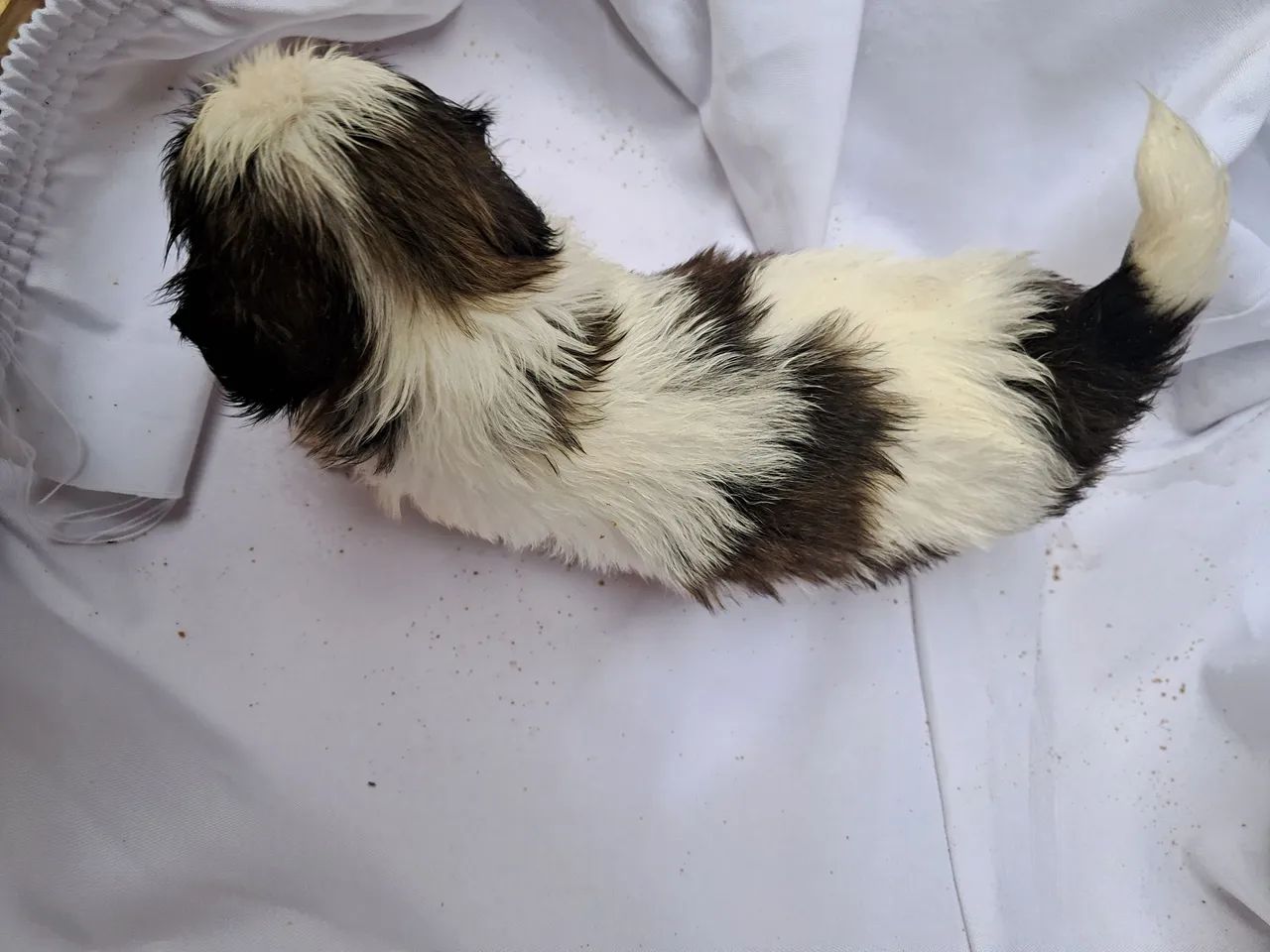 Filhote Shih Tzu - Foto 2