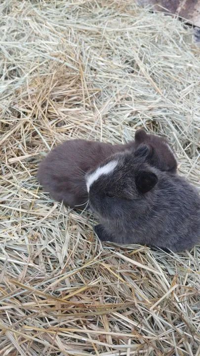 Mini Coelho netherland  - Foto 6