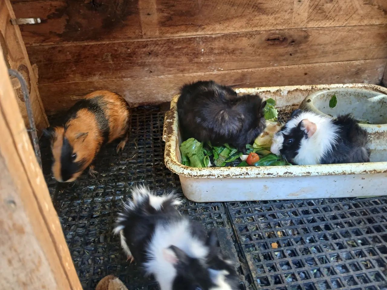 Porquinhos da india macho - Foto 4