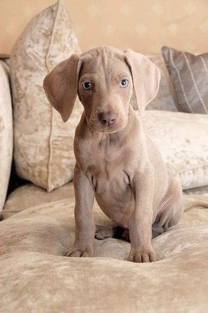 A Elegância do Weimaraner  