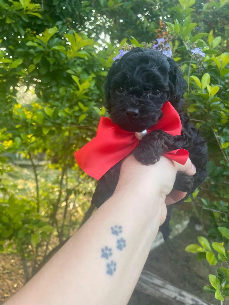 Poodle Micro Toy Pretinho lindo entregamos no conforto da sua casa