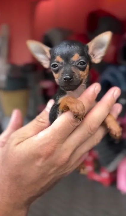 Pinscher -Perfeito a você que busca amor 