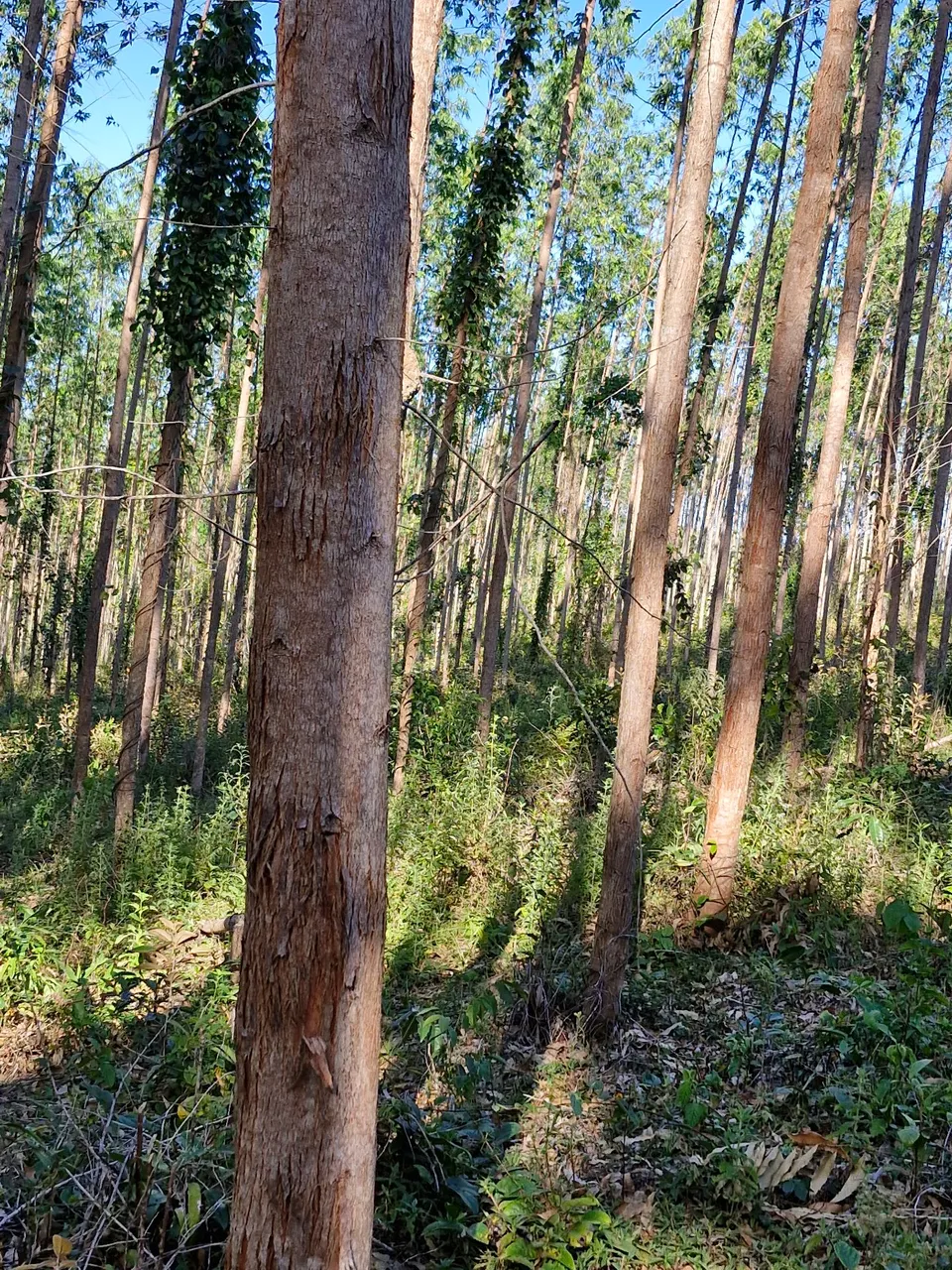 Fazendinha com plantação de eucalipto, investimento com retorno certo