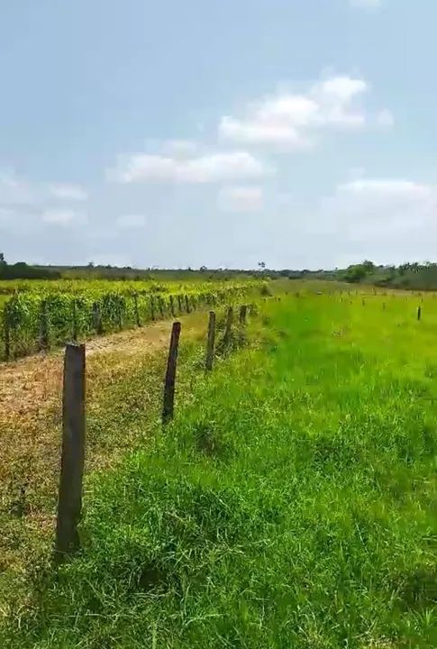 Fazenda à venda porteira fechada, Estado Maranhão, São Luís MA - Foto 4