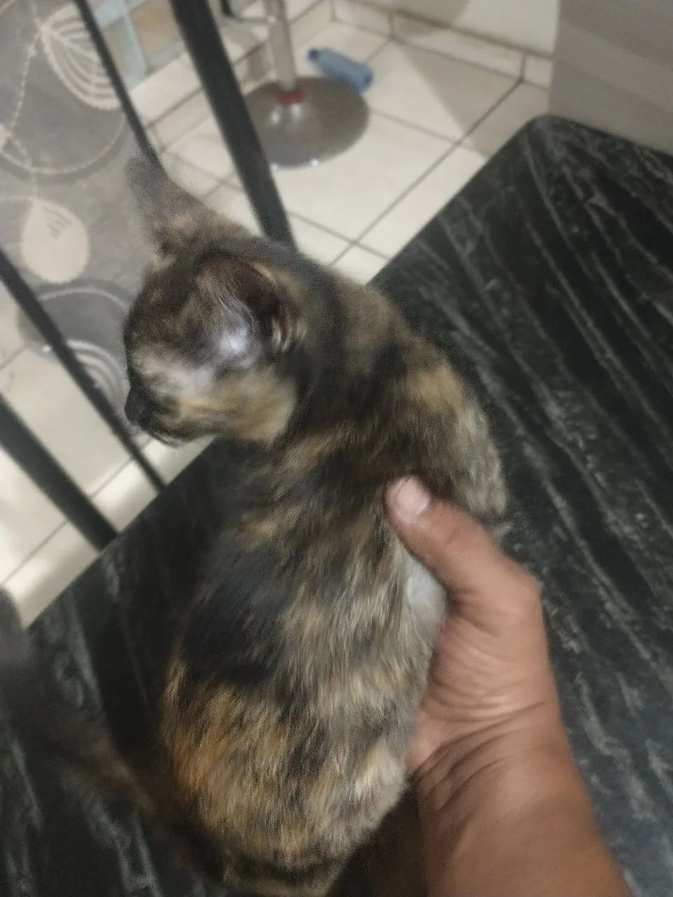 Gatinha diferenciada para adoção - Foto 3