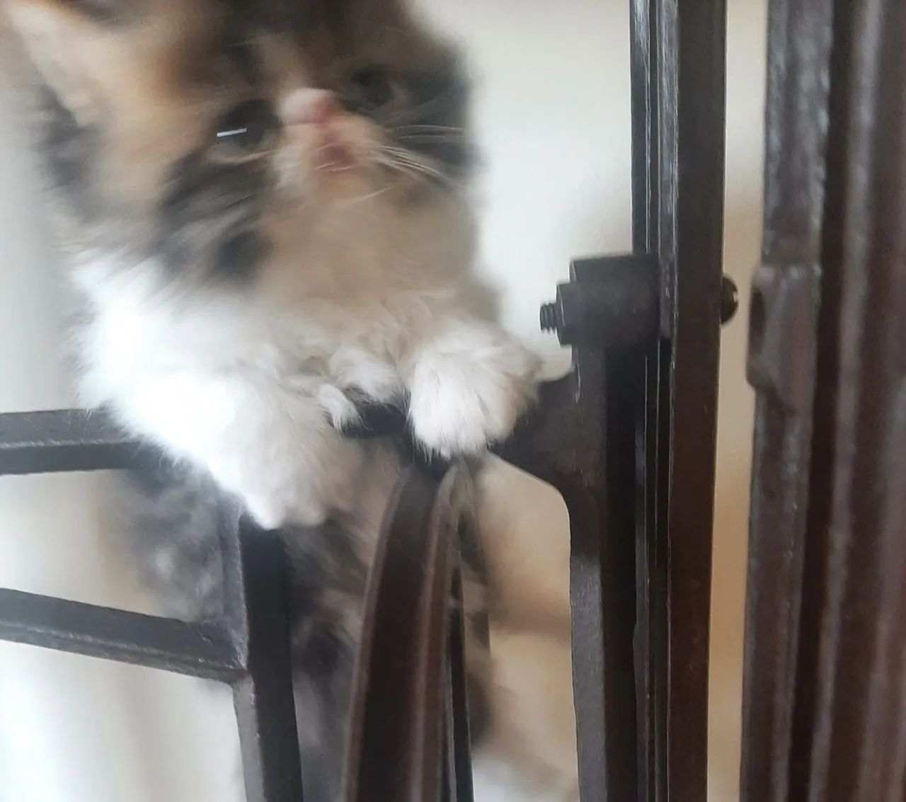 GATO PERSA SHOW Legítimo - Foto 4