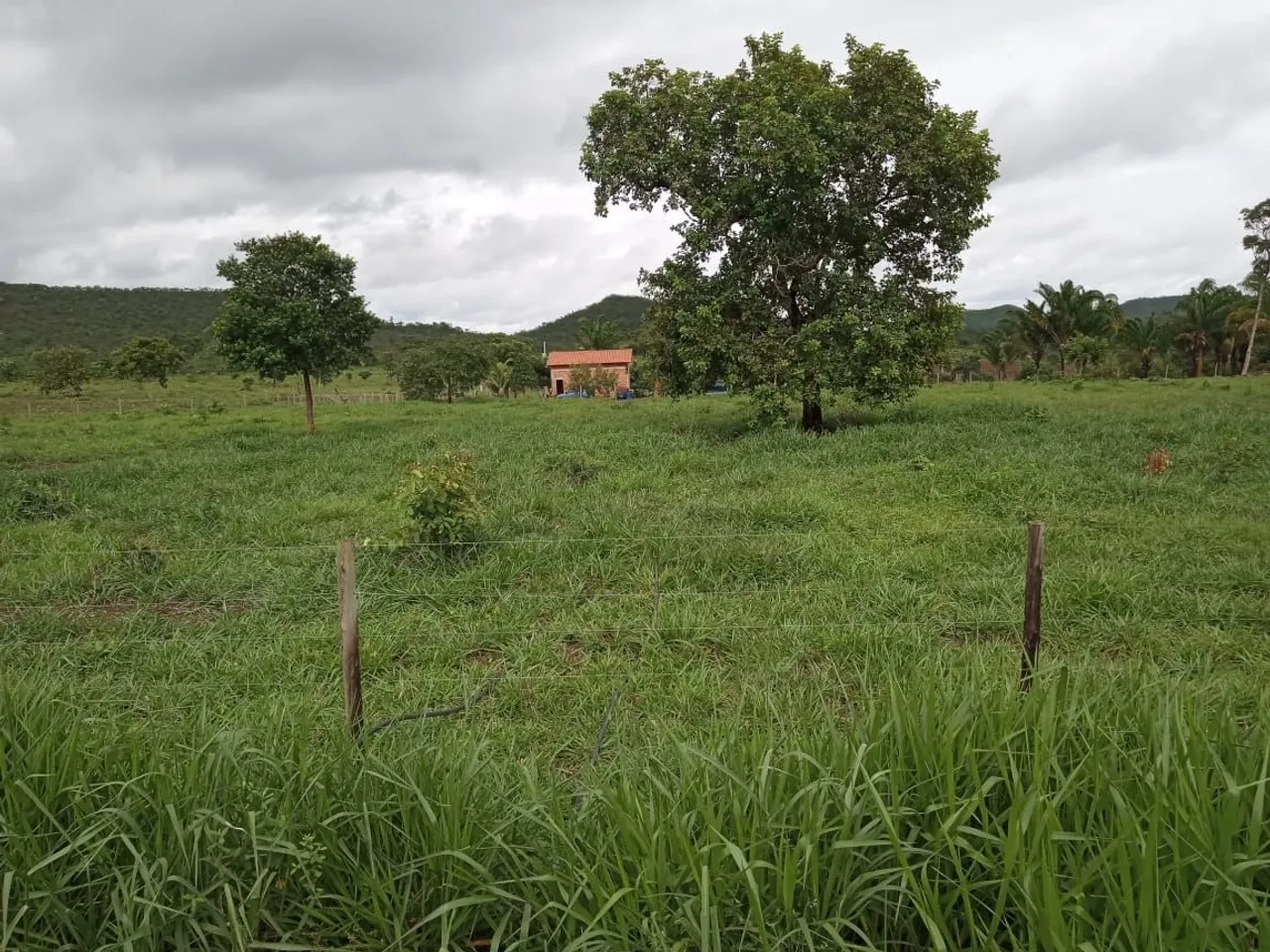 CHÁCARA DE 5 ALQUEIRES À VENDA A 50 KM DE PALMAS.