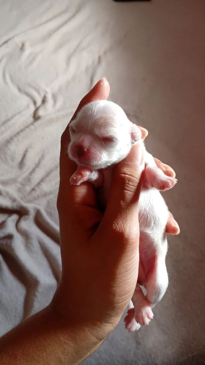 Pet