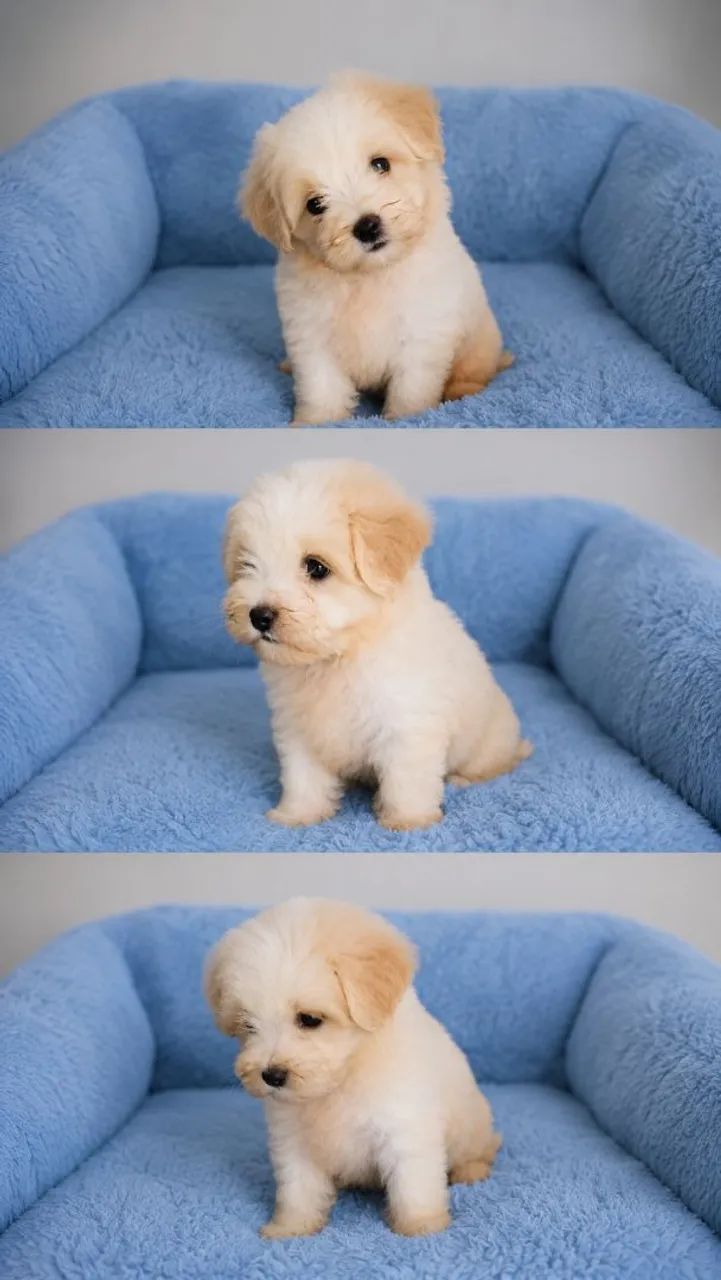 Poodle toy macho( perfeito) - Foto 2