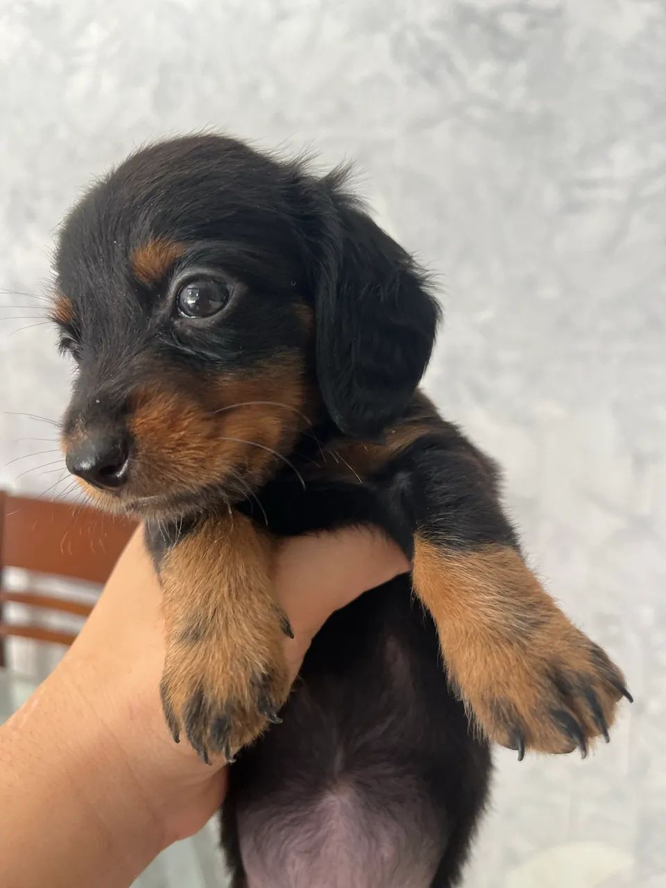 Dachshund pelo longo 