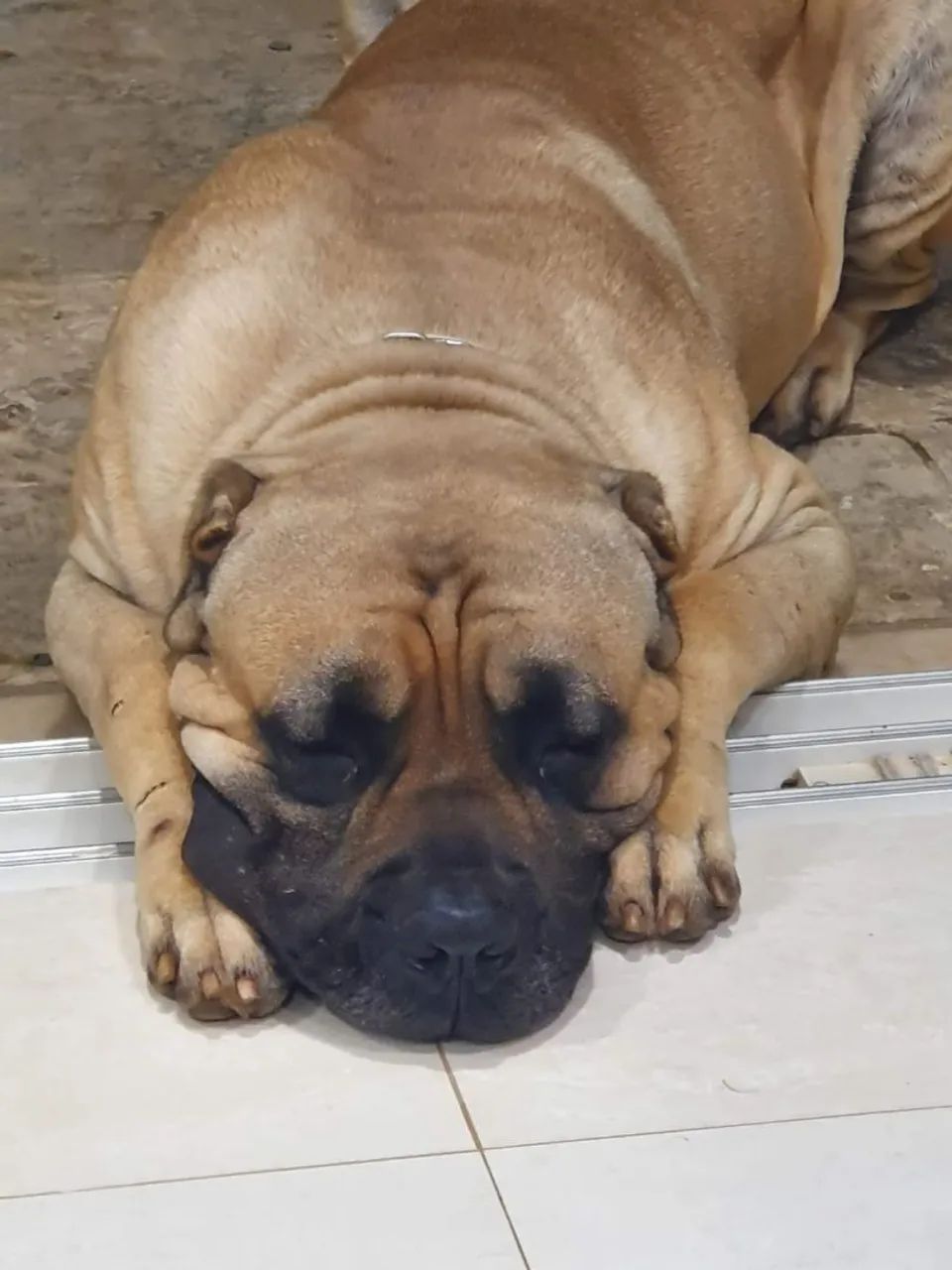 Cachorro Cane corso  - Foto 4