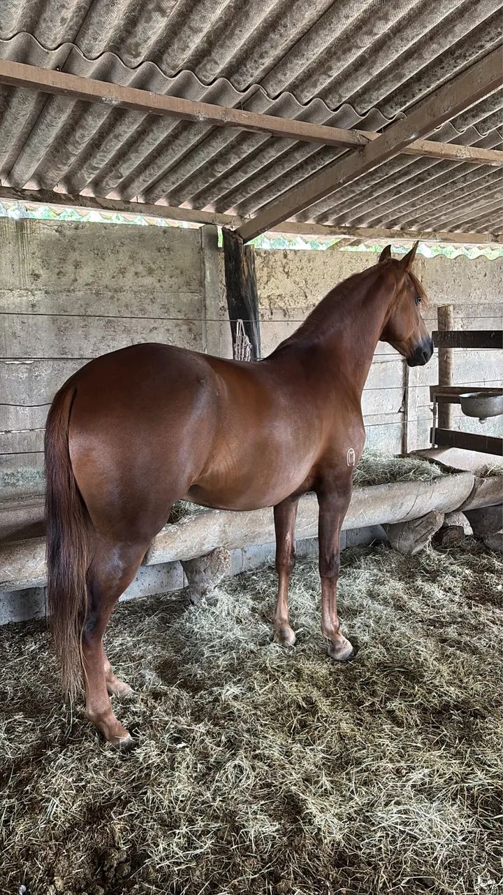 Cavalo manga larga  - Foto 2