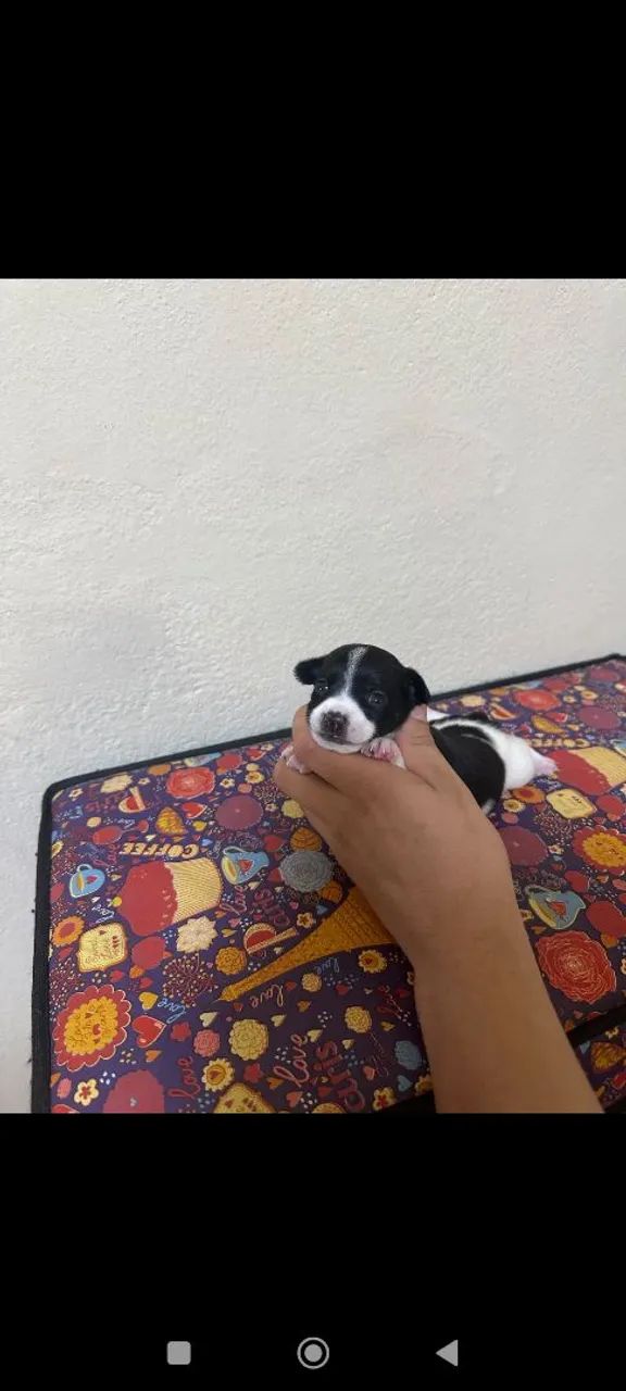 pinscher machinho  - Foto 3