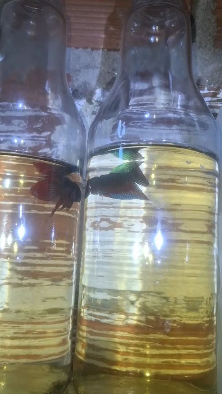 Bettas selvagems - Foto 4