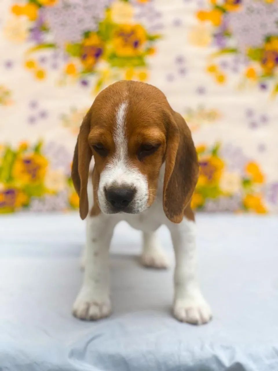 Filhote de beagle - Foto 2